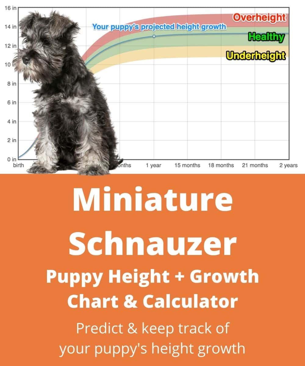 miniature-schnauzer Puppy height Growth Chart miniature-schnauzer Puppy height Growth Chart